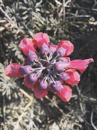 Close-up of pink flowers