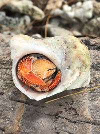 High angle view of a fruit on table