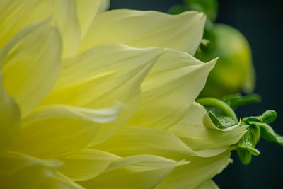 Close-up of yellow rose flower