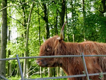 Highland cow in a forest