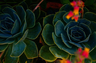 Close-up of plant