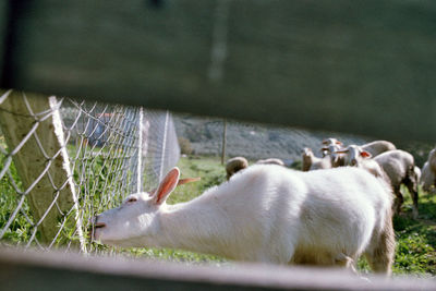 Goat eating grass