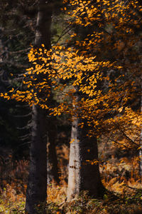 Trees in forest during autumn