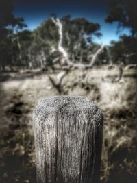 Close-up of tree stump