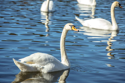 Swan swimming in lake