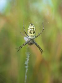 Close-up of spider on web