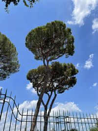 Low angle view of tree against sky