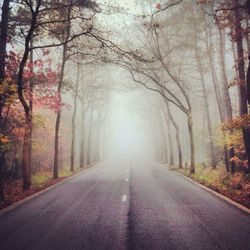 Road passing through forest