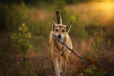 Portrait of a dog running on field