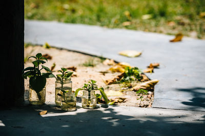 Close-up of potted plant by street