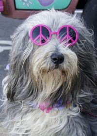 Close-up portrait of a dog