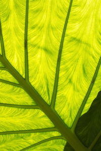 Full frame shot of green leaves