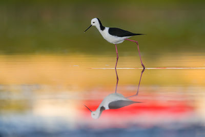 Seagull perching on a lake