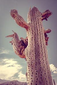 Low angle view of flowering plant against sky