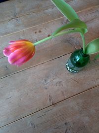 Close-up of flowers