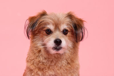 Portrait of dog