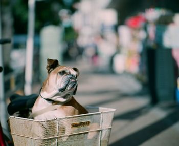 Bulldog in a bicycle basket