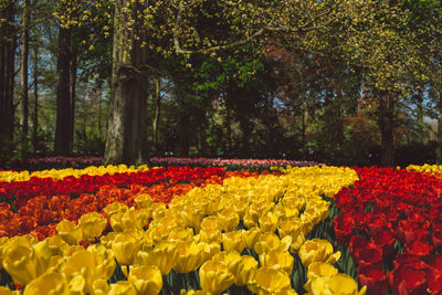 Tulips in park