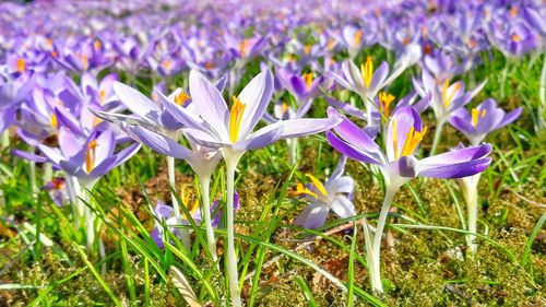 Close-up of purple crocus flowers on field