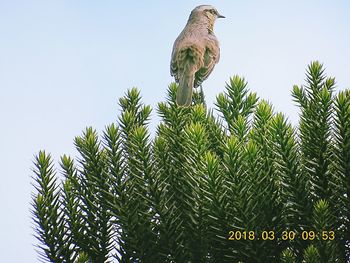 Low angle view of bird perching on tree against sky