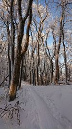 Bare trees on snow covered landscape