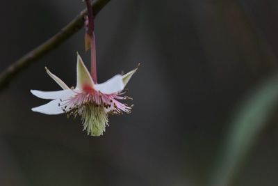 Close-up of flower blooming in park