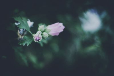 Close-up of flowering plant