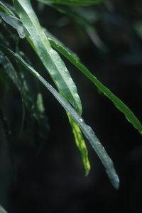 Close-up of wet plant leaves