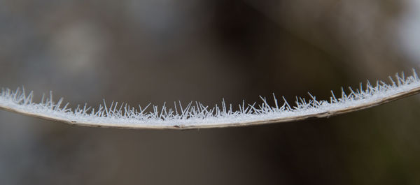 Close-up of frozen plant