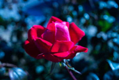 Close-up of pink rose