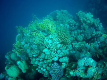 Close-up of coral in sea