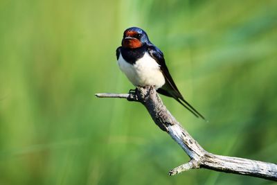 Close-up. male barn swallow perching on a branch in the wetlands of amager nature area, copenhagen.