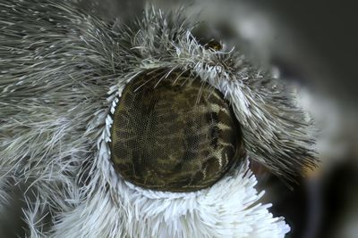 Close-up of insect on flower