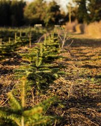 Close-up of plants growing on field