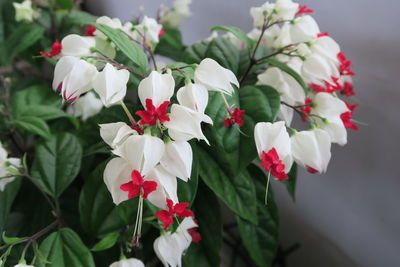 Close-up of white flowering plant