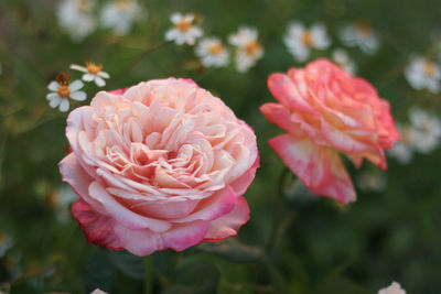 Close-up of pink rose