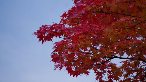 Low angle view of maple tree against sky