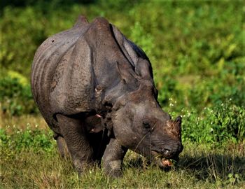 Side view of an animal on grass