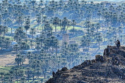 Plants against trees