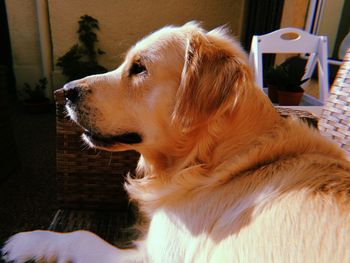 Close-up of dog looking away at home