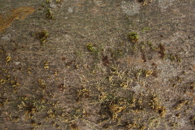 Full frame shot of plants