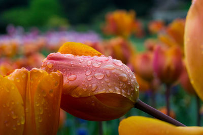 Close up of tulips during rainy season