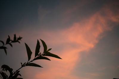 Low angle view of silhouette plants against romantic sky