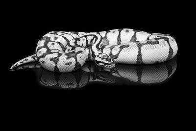 Close-up of man against black background