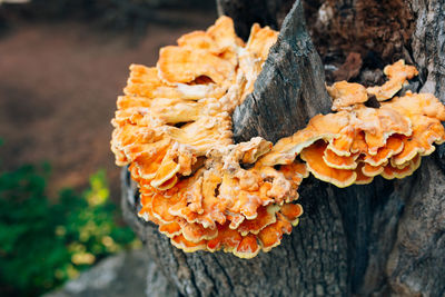 Close-up of mushroom growing on tree trunk