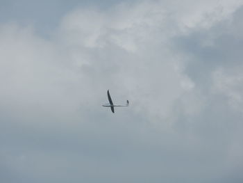 Low angle view of bird flying in sky