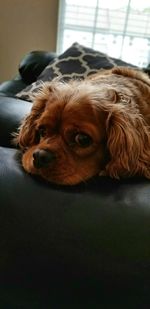 Portrait of dog relaxing at home