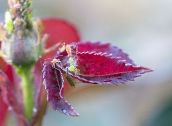 Close-up of red flower