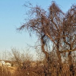 Low angle view of bare trees against clear sky