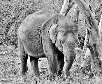 View of elephant on field